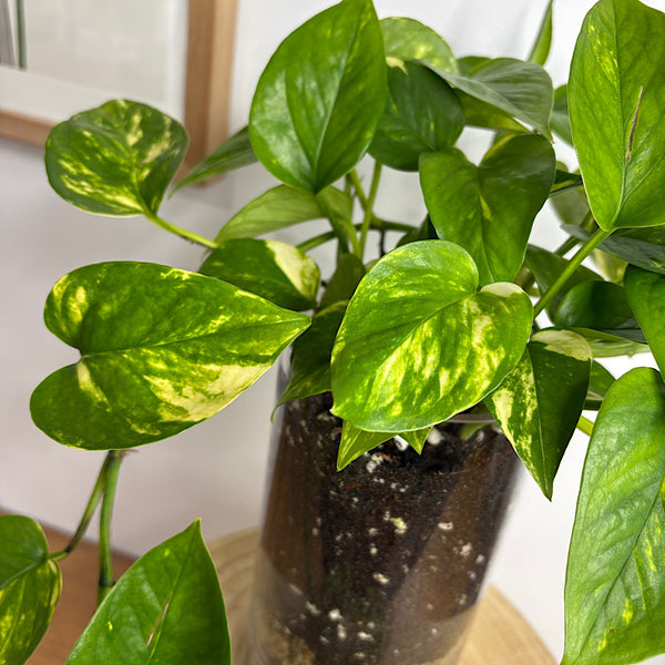 Epipremnum Devil's Ivy Pothos in Glass Cylinder