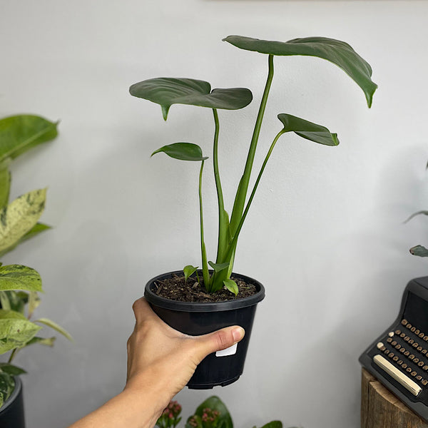 Monstera Deliciosa 130mm