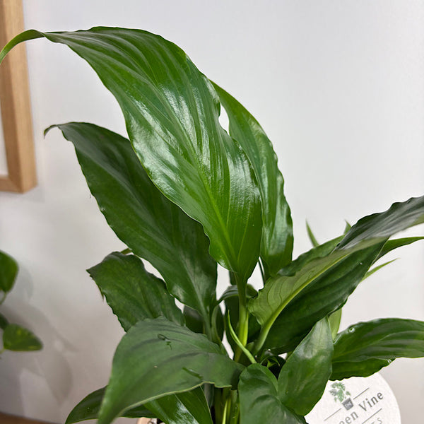 Peace Lily in Small Oslo Pot Peach