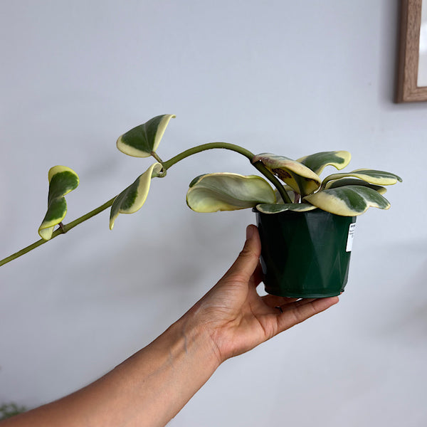 Hoya Kerrii Albomarginata  100mm