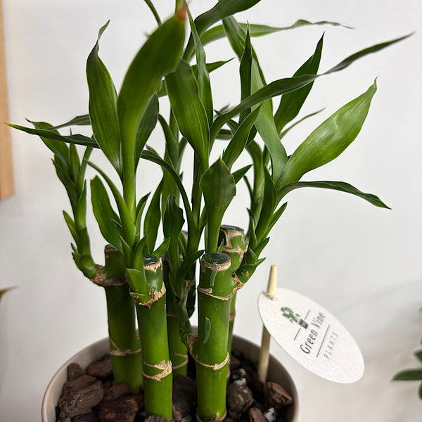 Lucky Bamboo in Small Oslo Pot Fog
