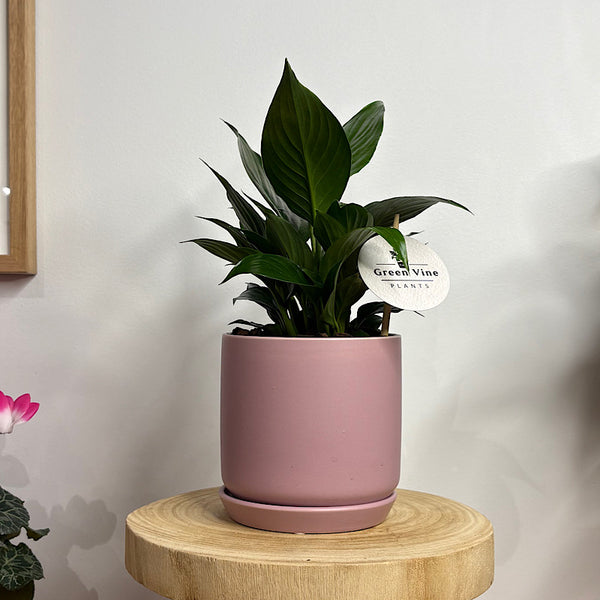 Peace Lily in Small Oslo Pot Mallow