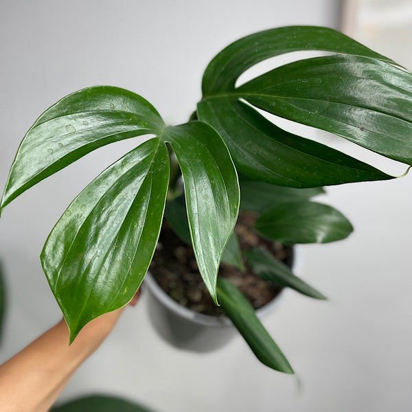 Epipremnum Pinnatum Dragons Tail Pothos 170mm