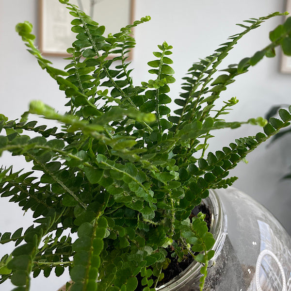 Lemon Button Fern in Tilt Self Watering Glass Pot