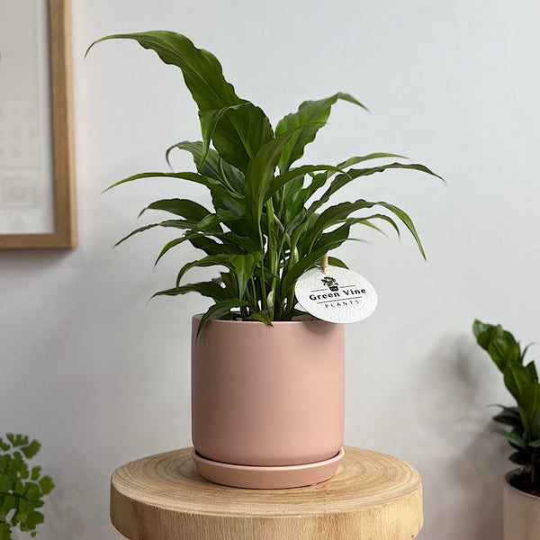 Peace Lily in Small Oslo Pot Peach