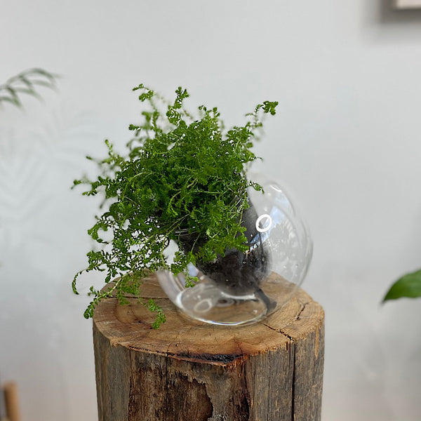 Club Moss in Medium Tilted Self Watering Glass Pot