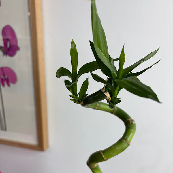 Curly Lucky Bamboo Stem in Vase with Pebbles