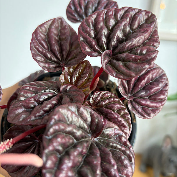 Peperomia Caperata Red Luna 120mm