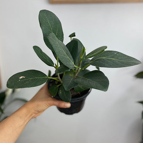 Ficus Audrey 130mm