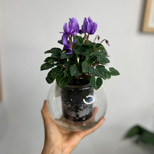 Cyclamen Violet in Medium Self Watering Glass Pot