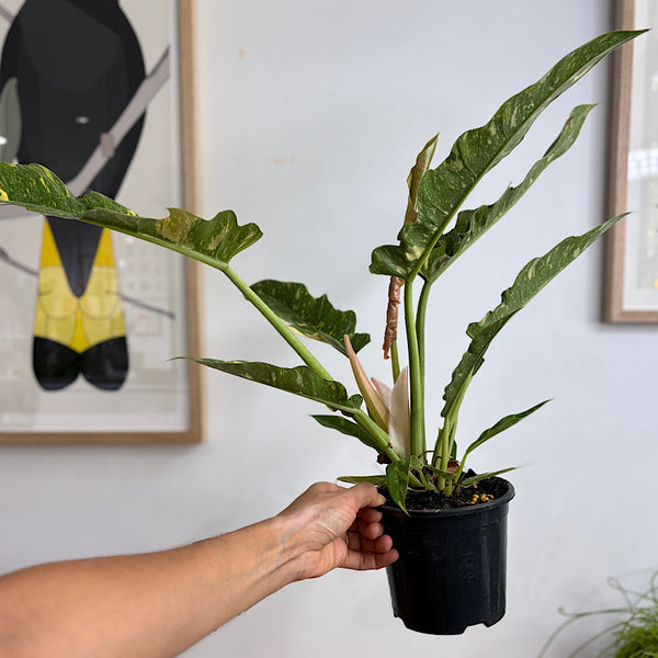 Philodendron Ring of Fire 130mm