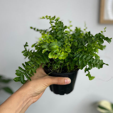 Nephrolepis Boston Fern Pom Pom 100mm