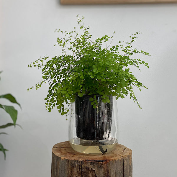 Maidenhair Fern in Large Self Watering Glass Pot