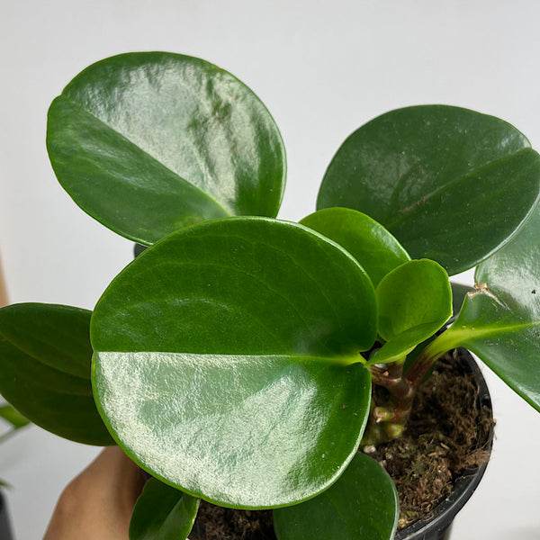 Peperomia Obtusifolia Jade Baby Rubber Plant 120mm