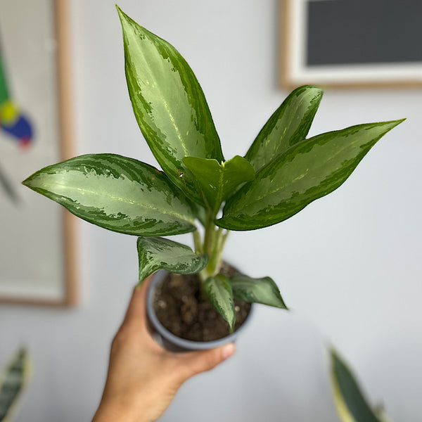 Aglaonema 100mm