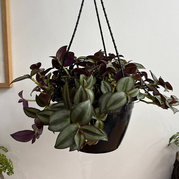 Tradescantia Zebrina Spiderwort 200mm