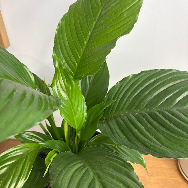 Spathiphyllum Peace Lily 200mm