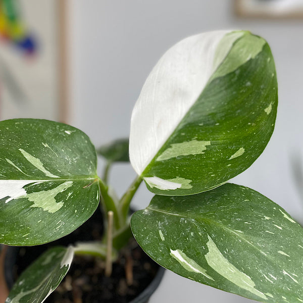 Philodendron White Wizard 130mm
