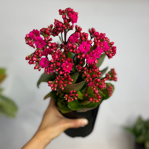 Kalanchoe Blossfeldiana Calandiva Leonardo Purple 140mm