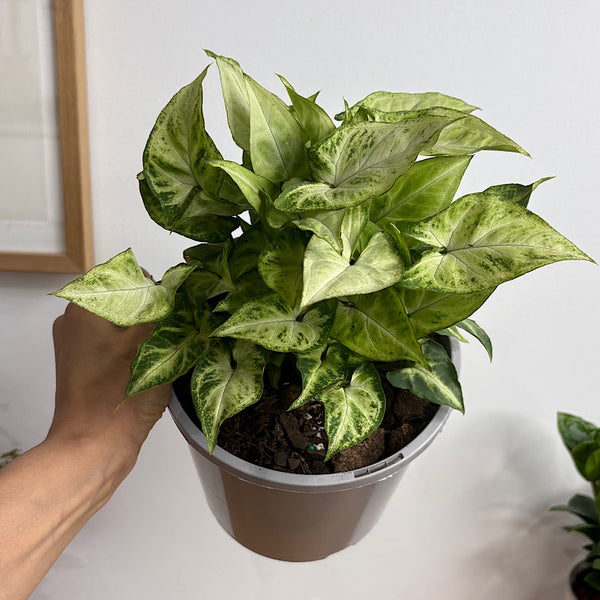 Syngonium White Butterfly 170mm