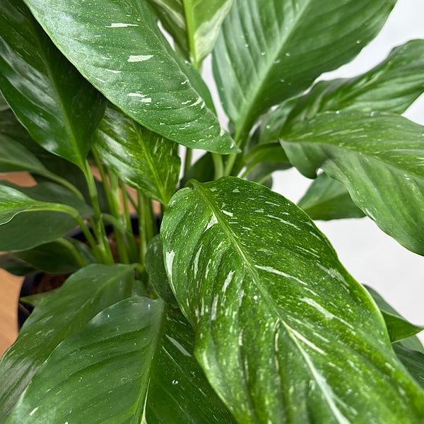 Spathiphyllum Jet Diamond Variegated Peace Lily 200mm