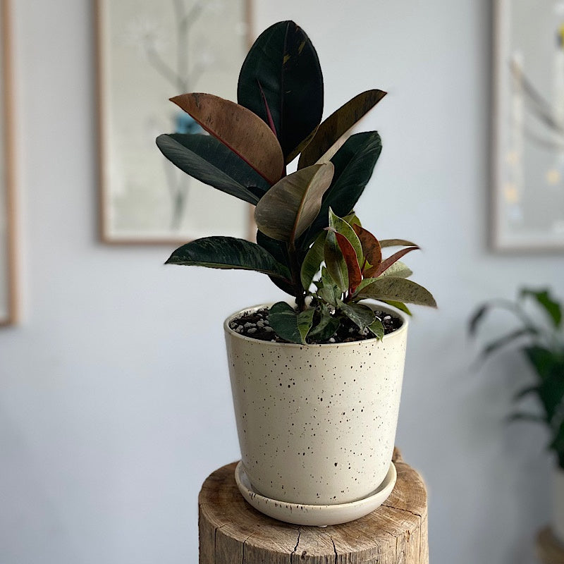 Ficus Marble in Medium Gerti Speckle Pot
