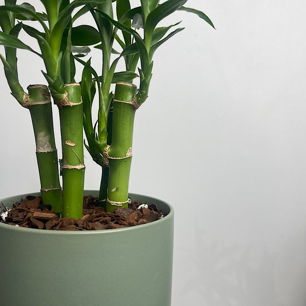 Lucky Bamboo in Small Oslo Pot Eucalyptus