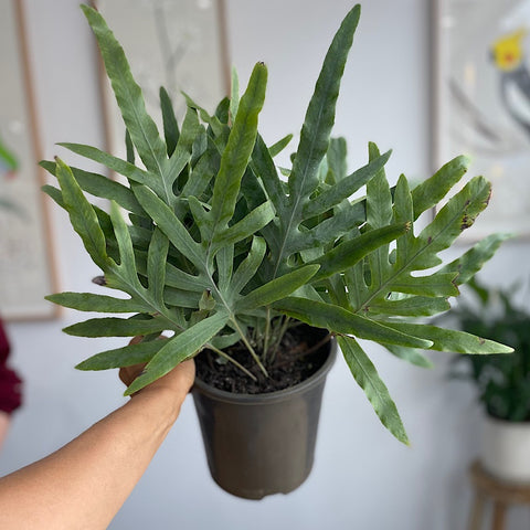 Phlebodium Blue Star Fern 180mm