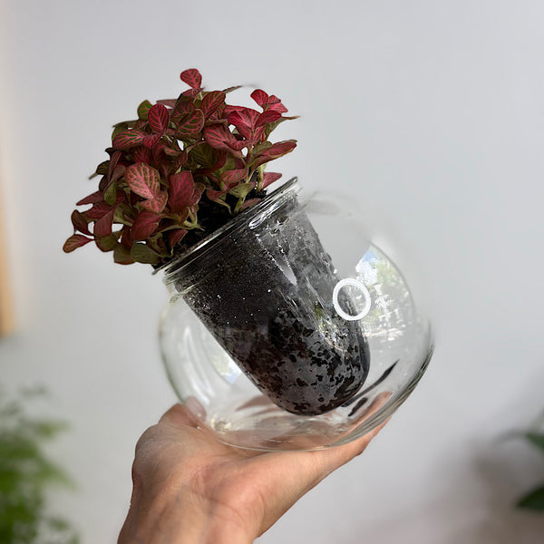 Fittonia in Medium Tilted Self Watering Glass Pot