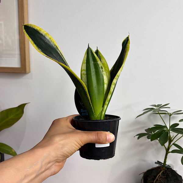 Sansevieria Trifasciata Black Gold Snake Plant 80mm