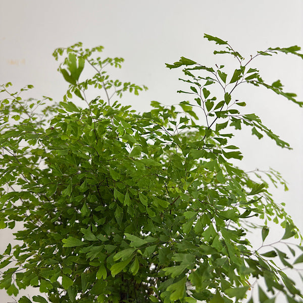 Maidenhair Fern in Large Self Watering Glass Pot