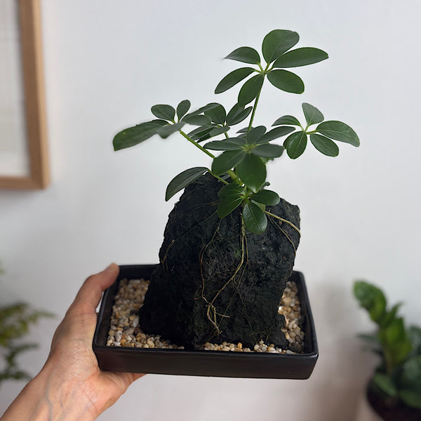 Schefflera Life on the Rocks in Black Pot