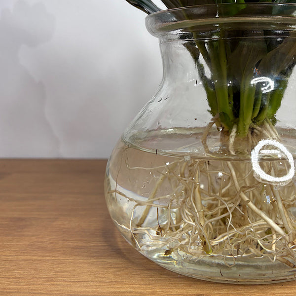 Peace Lily in Posy Squat Vase 15cm