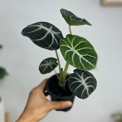 Alocasia Ninja 90mm