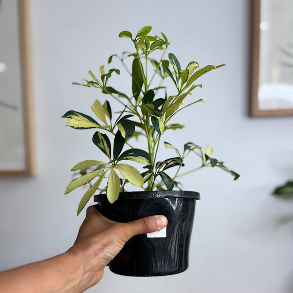 Schefflera Madam De Smet Variegated Dwarf Umbrella Tree 155mm