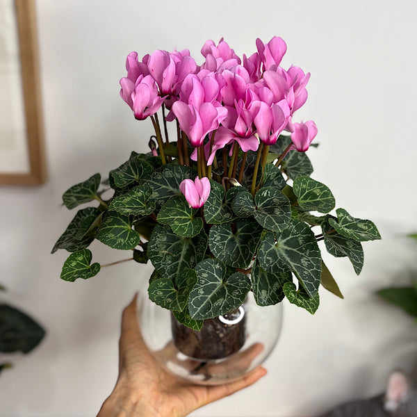 Cyclamen Pink in Medium Self Watering Glass Pot