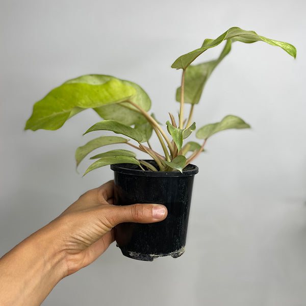 Philodendron Snowdrift 100mm