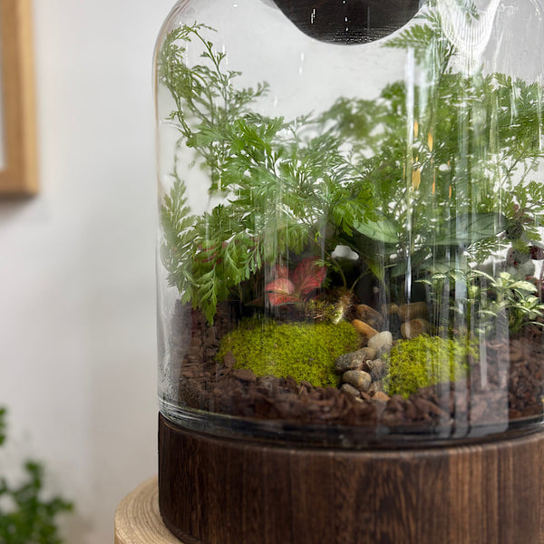 Large Helga Terrarium with Lush Forrest with Timber Base and Ball #2509