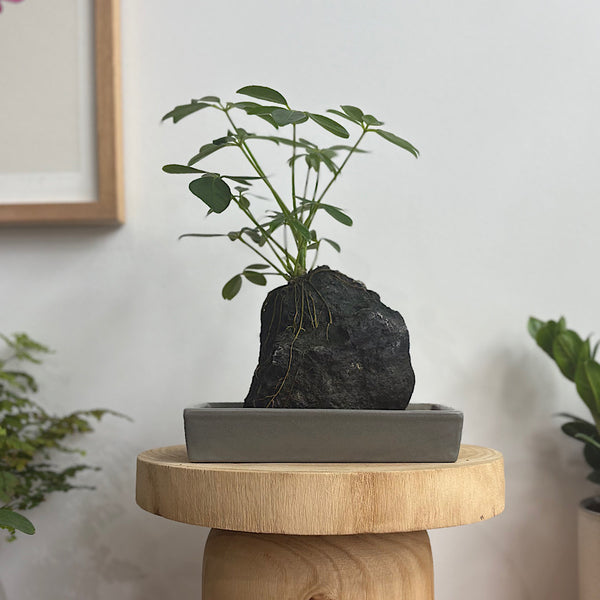 Schefflera Life on the Rocks in Charcoal Pot