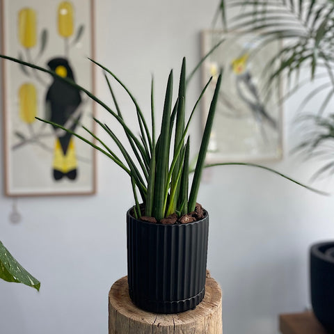 Cylinder Snake Plant in Medium Athens Pot Black