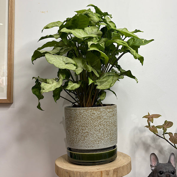 Syngonium White Butterfly in Medium Pollock Pot Limestone
