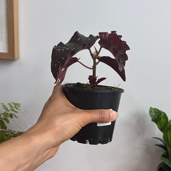 Begonia Cracklin' Rosie 100mm