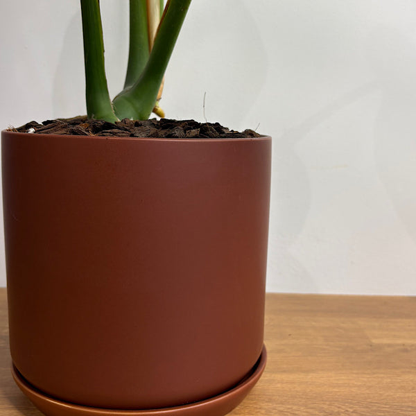 Monstera Deliciosa in Large Oslo Pot Brick