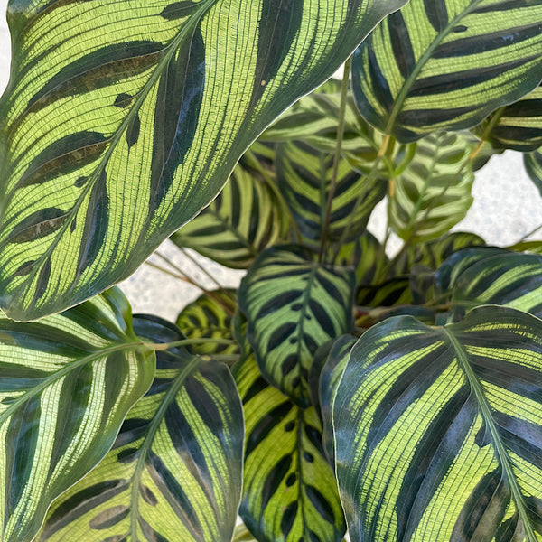 Calathea Makoyana Peacock Plant 200mm