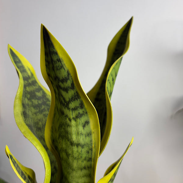 Artificial Sansevieria Snake Plant 37cmH