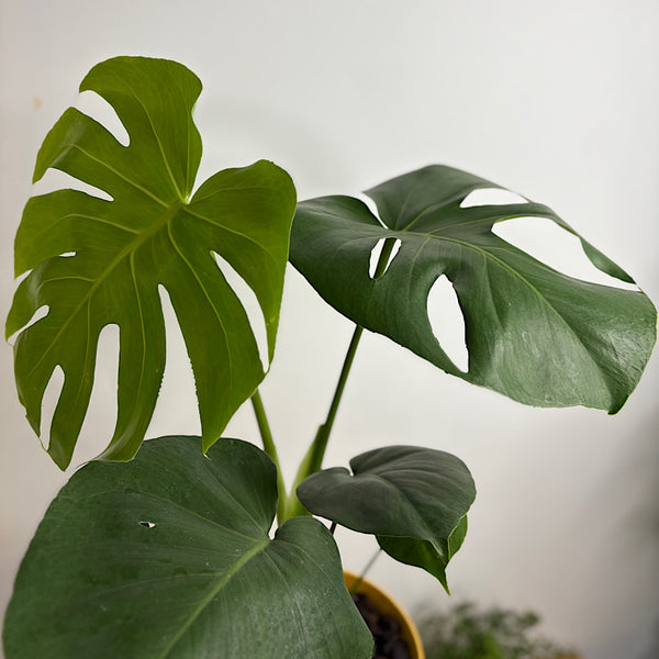 Monstera Deliciosa 'Tauerii' in Large Oslo Pot Tobacco