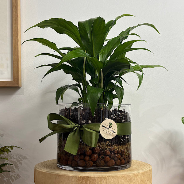 Peace Lily in Medium Squat Glass Cylinder