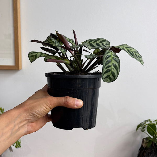 Ctenanthe Burle-Marxii 120mm