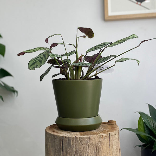 Ctenanthe Burle Marxii in Small Hamburg Pot Avocado