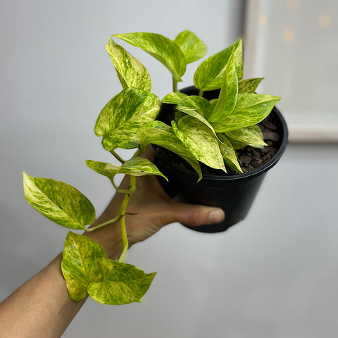 Epipremnum Aureum Devils Ivy Pothos 130mm